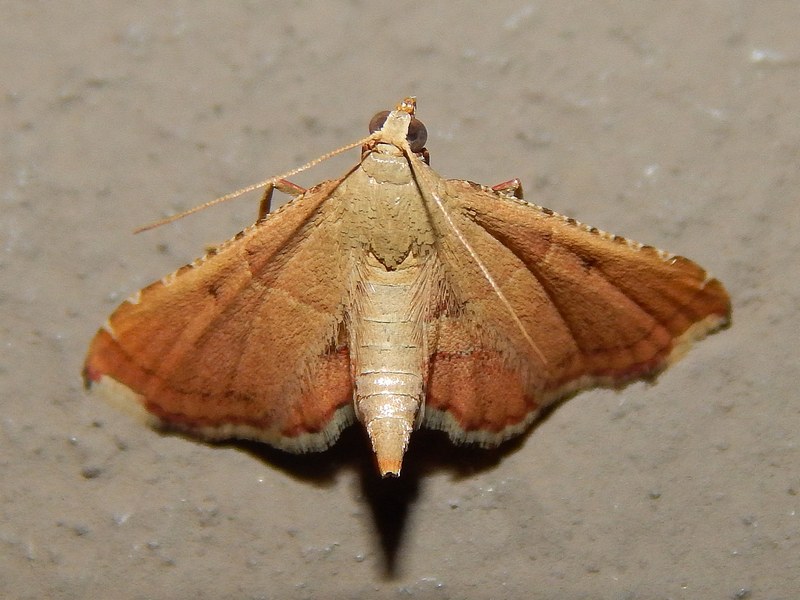 Endotricha flammealis?